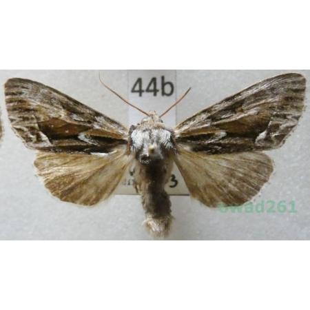Hyppa rectilinea (Esper, 1788) Czech44b